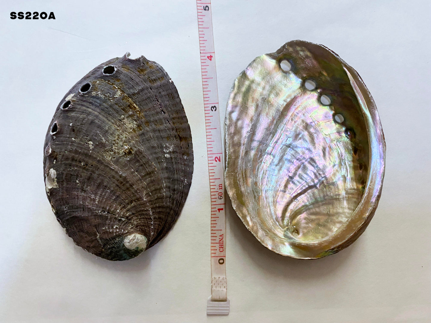 Local Abalone Shell - 4 to 4.3 inch - 10.1-12 cm - (Packed 324 per case) - China - All Natural