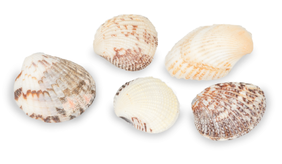 1 KG - Venus Clams - 1,5 à 2,5 pouces - Philippines