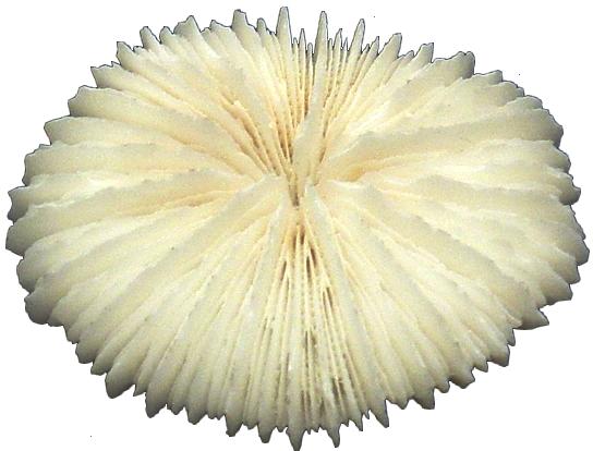 Pack of 12 MUSHROOM CORAL 2 - 3 inch