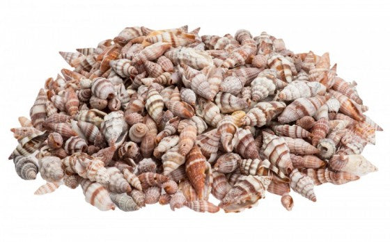 1 KG - Mitra Rugosa - Vexillum Rugosum Mitra Seashell - 1 inch - Philippines