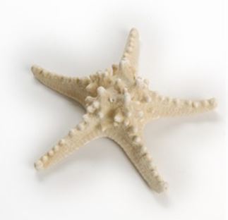 Bleached White Horned Starfish (6 - 8 inches) Choriaster Granulatus