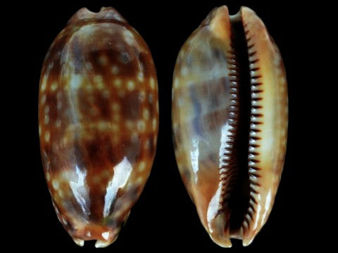 Measled Cowry - Zebra Cypraea - Macrocypraea Zebra - Cowries