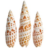 Episcopal Miter - Mitra Mitra - 2 + inches - Philippines