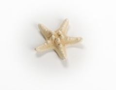 Bleached White Horned Starfish (1 - 2 inches) Choriaster Granulatus