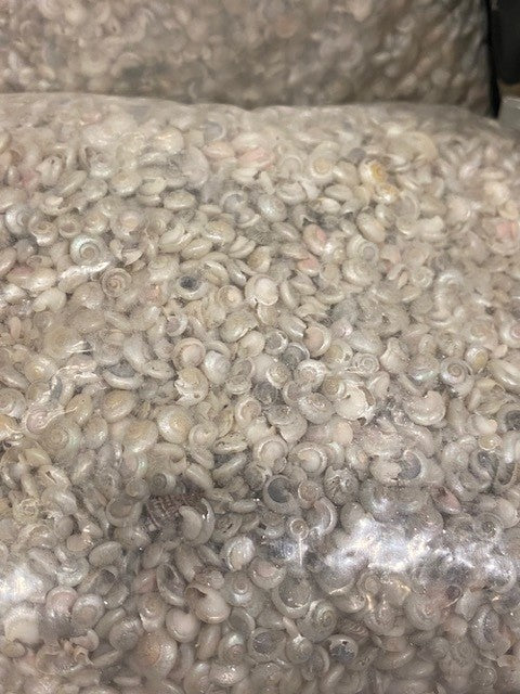 1 KG - Pearl Umbonium - 3/8 - 0.5 inches - Philippines