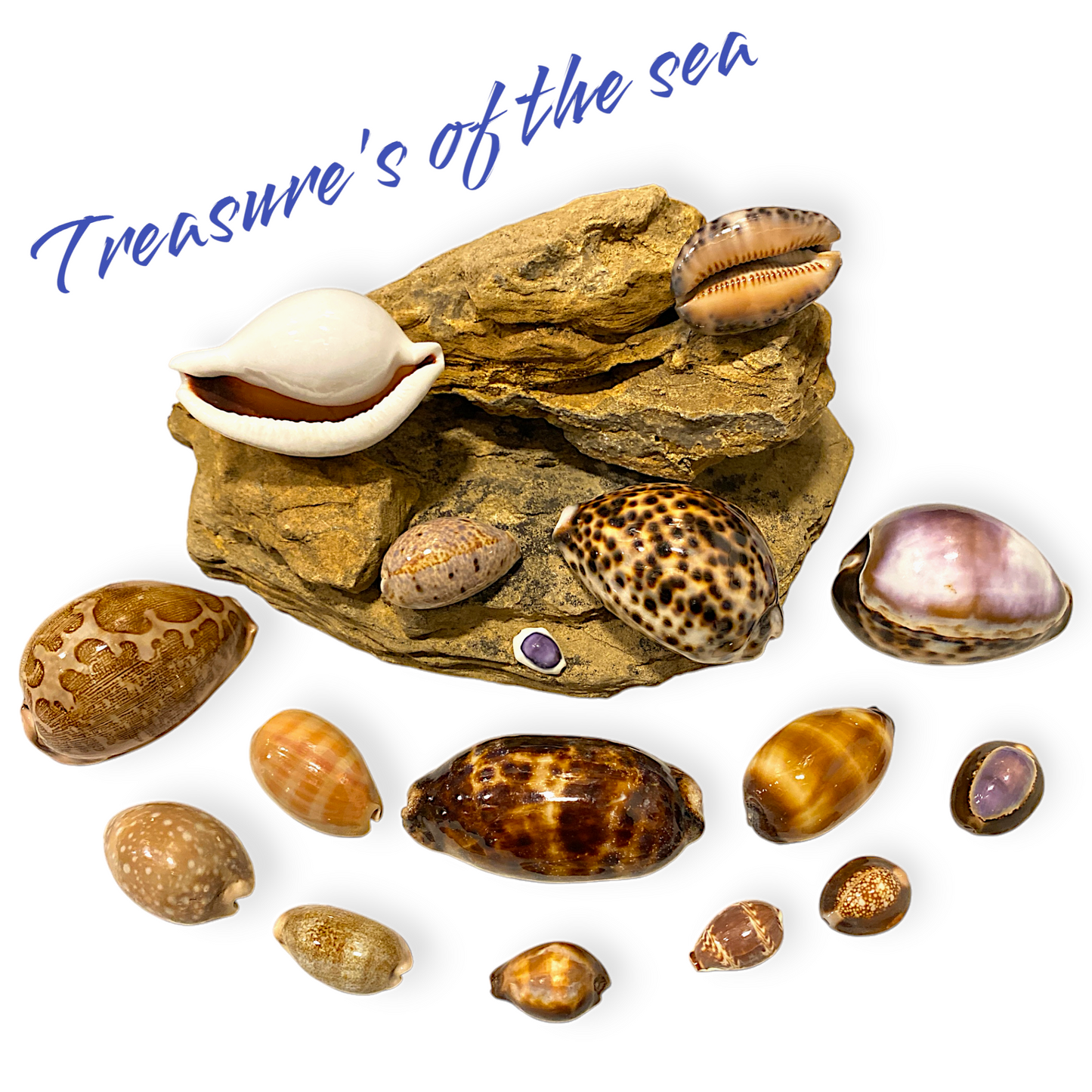 Treasures of the Sea - Shell Collections - Pack of 16 Assorted Specimens of Cyprea Cowries Seashells - NEW425