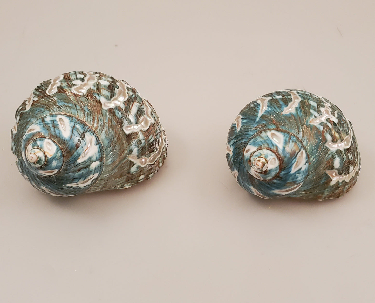 Jumbo Polished Spiral Green Jade Turbo - Imperialis Turbo Polished/Spiral 46-48mm opening size