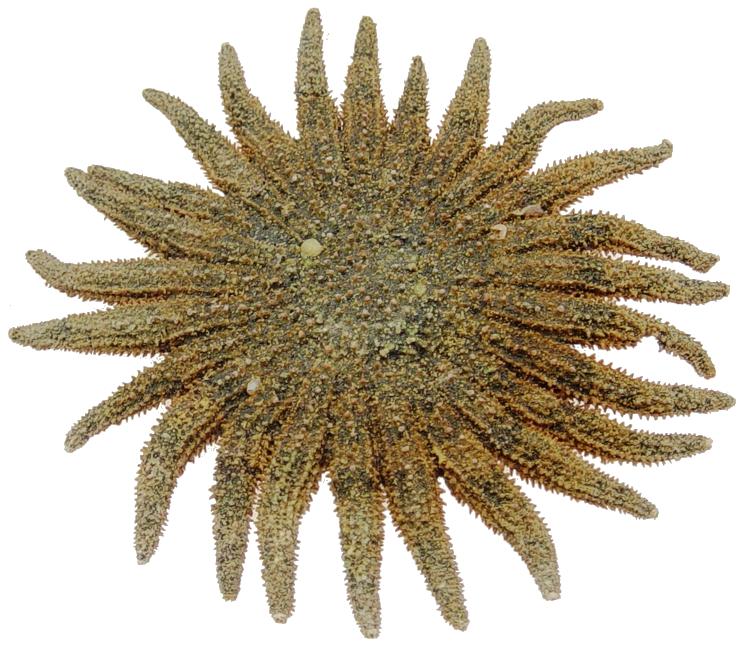 23 Legged Starfish (4 - 6 inches) Mexico