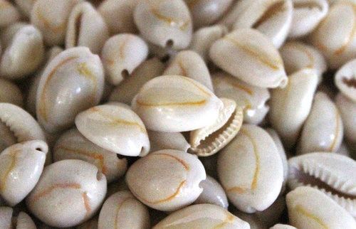 One Hole Drilled at Top Annulus COWRIE (minimum 1 pack of 50 pcs)
