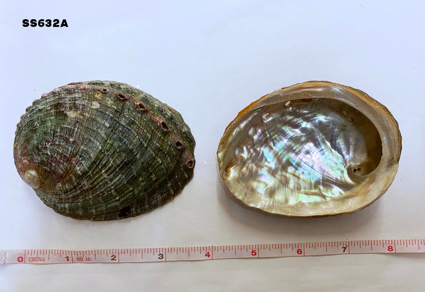 Coupe filetée Abalone HALIOTIS ASSIMILIS - 3,5 pouces + Mexique