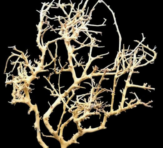 1 lb. Thailand Branch 40 to 70 cm
Assorted shapes & sizes
NEW226
(Average weight per pc 0.1-0.3LB)