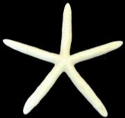 White Starfish - Bleached Bluey (4 - 5 inch) - Linckia Laevigata - Philippines