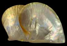 Polished MOP Shells - 5 inches - Golden-lipped Pearl Oyster (๐๐ช๐ฏ๐ค๐ต๐ข๐ฅ๐ข ๐ฎ๐ข๐น๐ช๐ฎ๐ข)