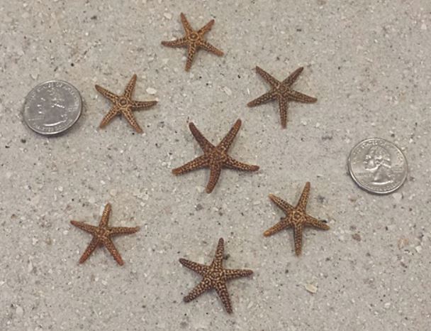 Florida Brown Starfish (1.5 - 2 inches)