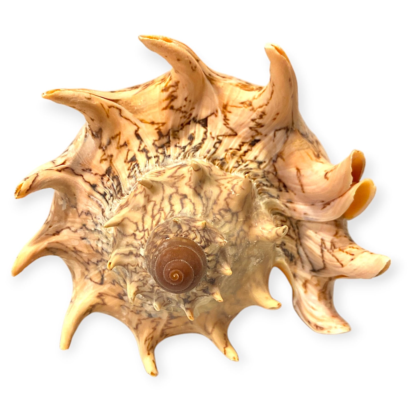 Voluta Imperialis Shells - 7 - 8 inches - Philippines