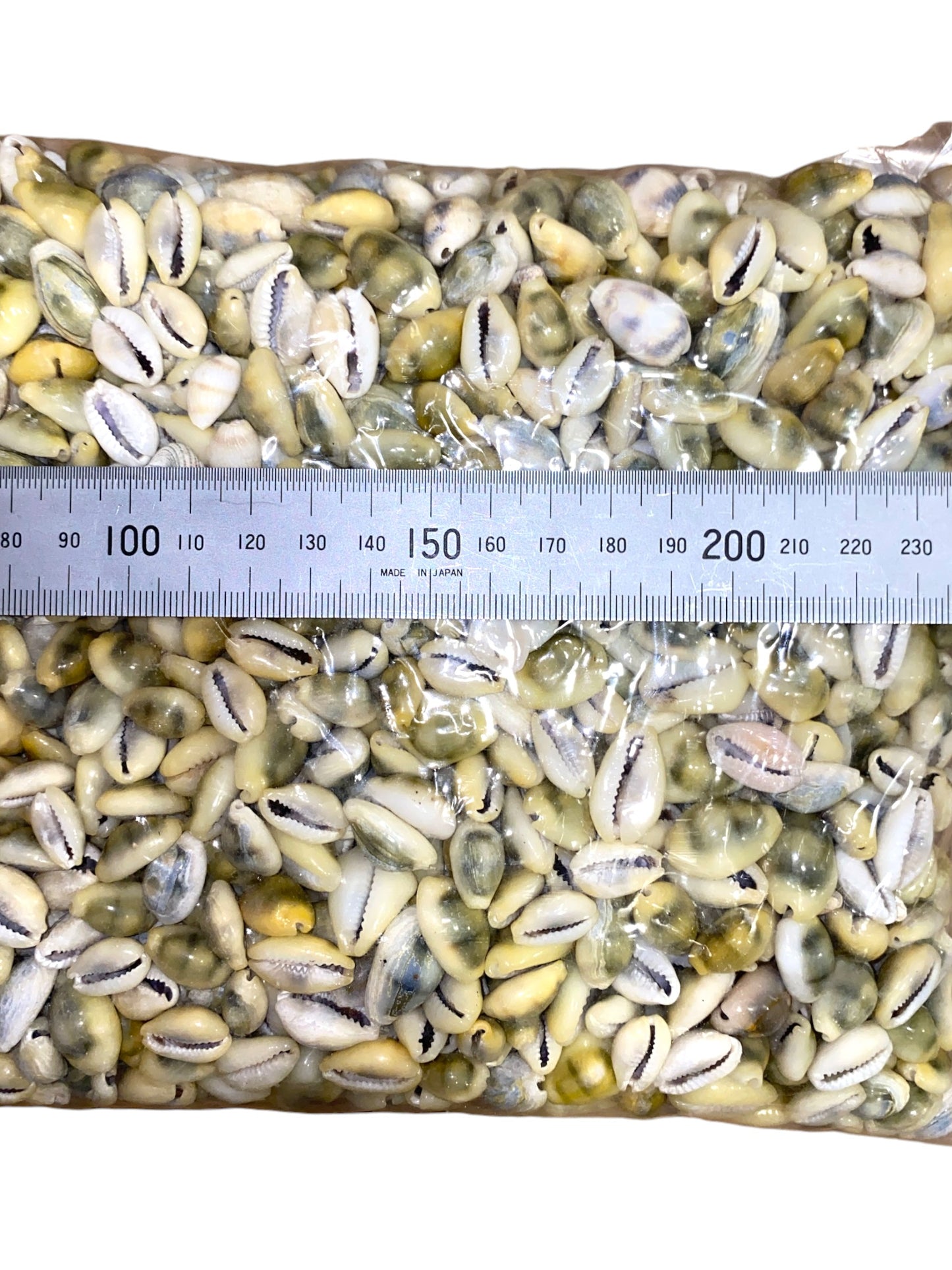 1 KG - Money Cowrie Cowry Sea Shell - Cypraea Moneta Cowries - 0.5 to 1 inch - Philippines