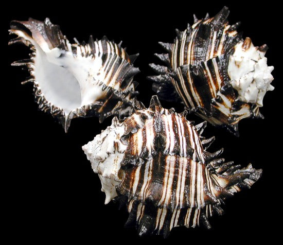 Black Murex Shell • Murex nigritus • 5"