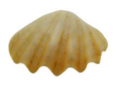 Polished Crocea - 2 - 3 inches