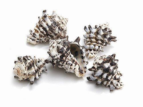 1 KG - Vasum Turbinellus - 1,5 - 2,25 pouces