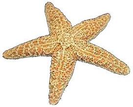Sugar Starfish (3 - 4 inches)