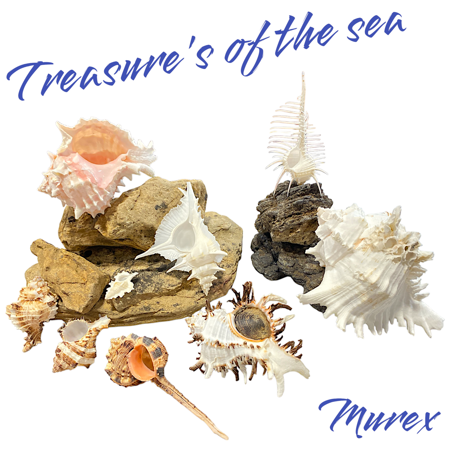 Treasures of the Sea - Shell Collections - Pack of 10 Assorted Specimens of Murex Seashells - NEW425