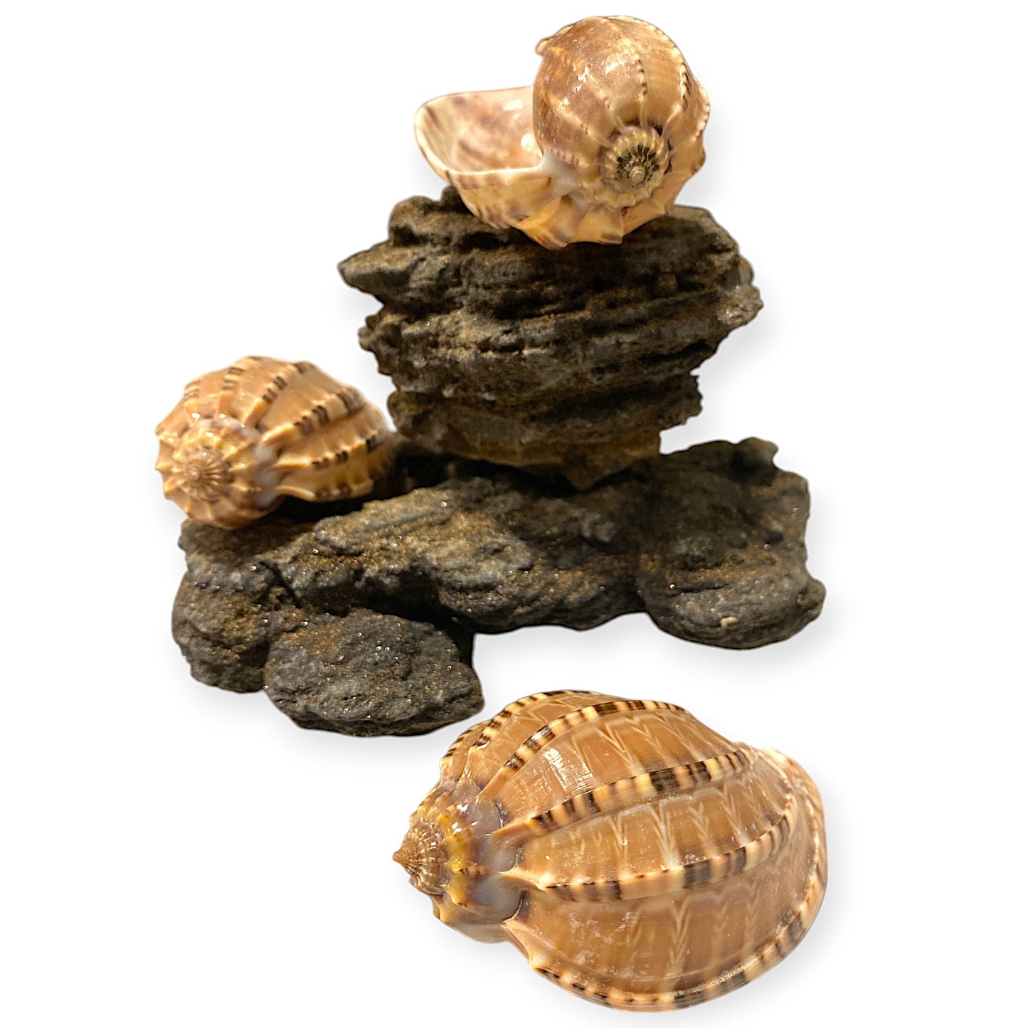 True Harp - Harpa Harpa - 3 + inches - Philippines