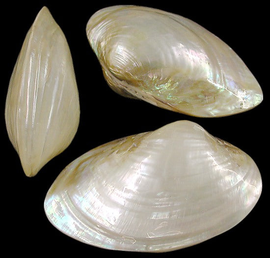 Polished Fresh Water Clam Pairs - 4 - 5 inches