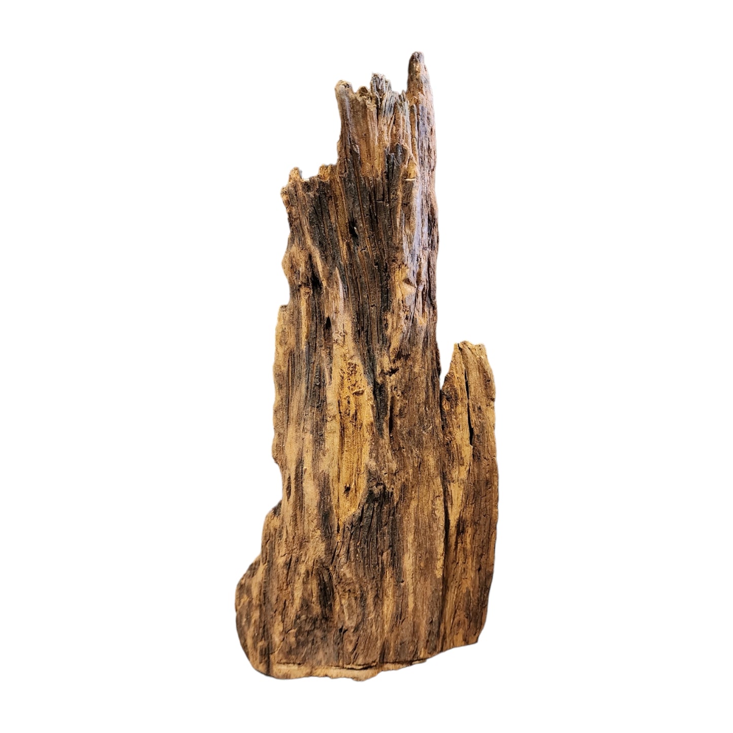 1lb. 7 to 9.75 inch - Cellular TEXTURE DRIFTWOOD - Small <25cm - Indonesia - #1 - Dragon wood
