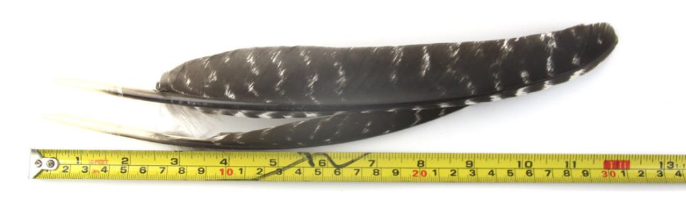 WILD TURKEY WING FEATHERS Rounded -NATURAL 9.5 inch+ 24cm+