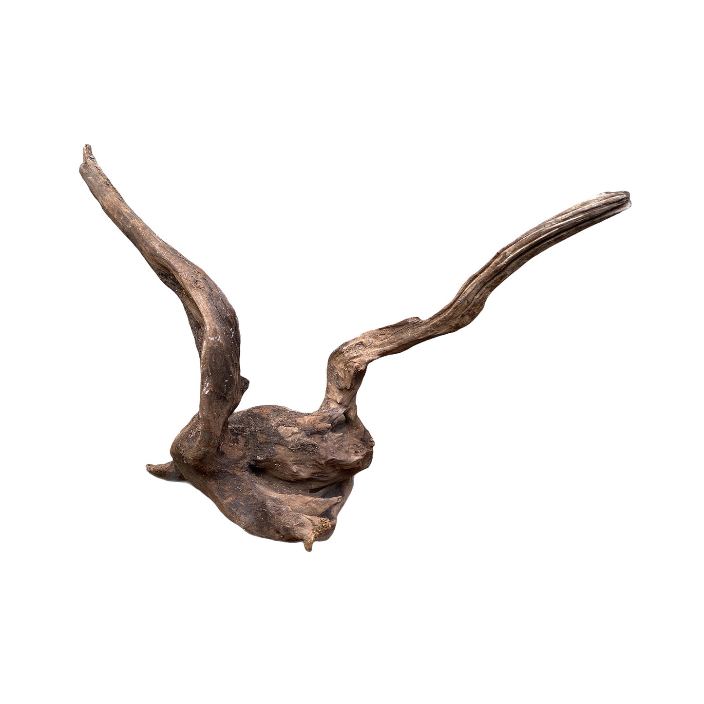 1lb. Sinking Driftwood 31 to 40 cm - 12.2 to 19 inch - Price is per pound. (Order quantity of pieces required. We will update the weight upon shipping.)
Malaysia Mangrove