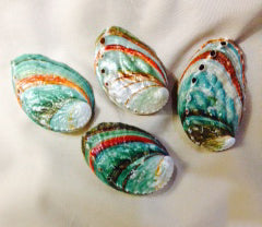 Abalone Kamcha naturel - Haliotis kamtschatkana - 2,5 pouces + Thaïlande - Mexique