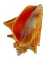 Pink Roller Shells - 6 - 8 inches - from Haiti