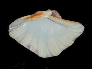 6.5 inch SYNTHETIC CLAM SOAP DISH