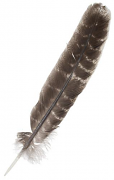 WILD TURKEY WING FEATHERS Rounded -NATURAL 10.5 inch+ 27cm+