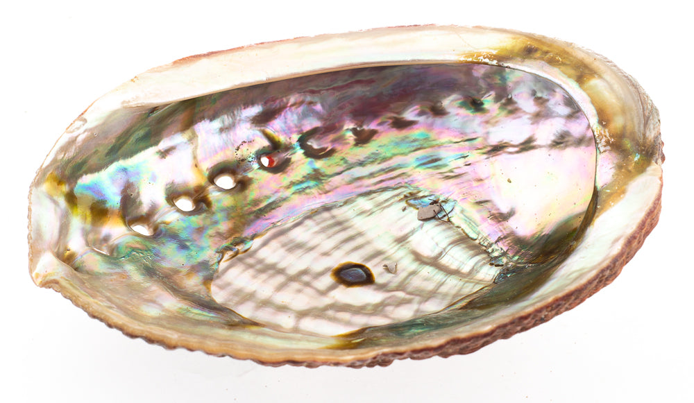 4 inch + Green Abalone Shell - Approx. 10 - 12 cm width - Haliotis Fulgens - Mexico