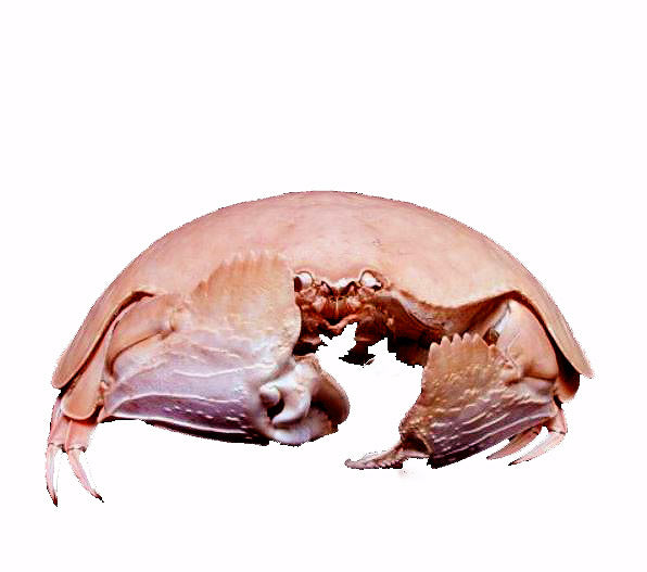 Smooth Box Crab - CALAPPA CALAPPA - 5 to 6 inch - Philippines