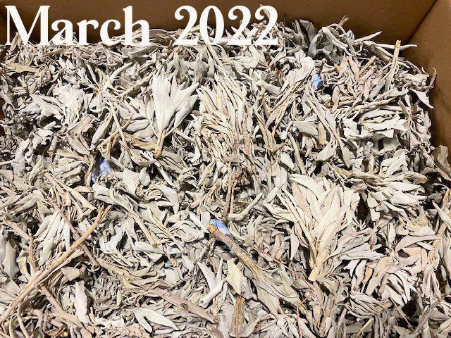 WHITE Buffalo SAGE CLUSTERS - Bulk Premium LOOSE by the lb - (7 lbs per case)