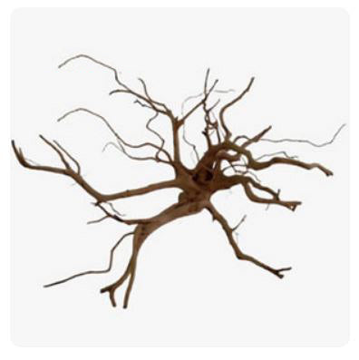 20 to 28 inch - 1lb. Spiderwood Driftwood - 50 to 70cm (Order quantity of pieces required. We will update the weight upon shipping.)