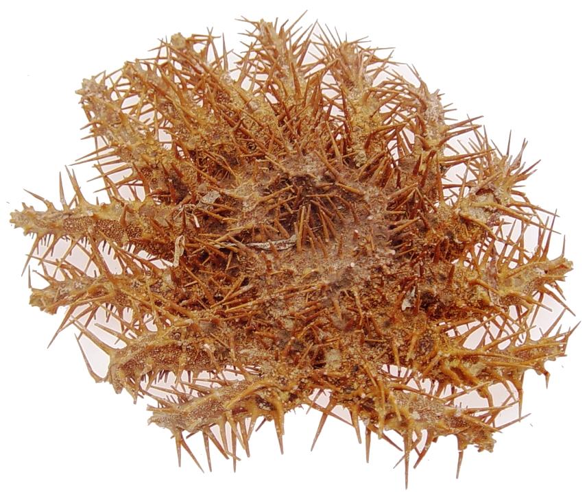 Crown Of Thorns - Acanthaster Planci (6 - 7 inches)