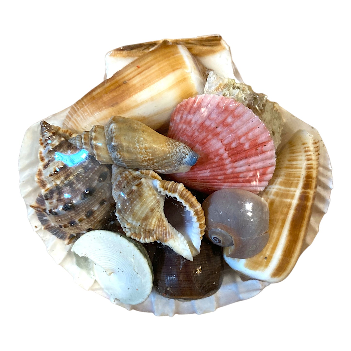 White scallop shell pack - 4 inch - Philippines - NEW426