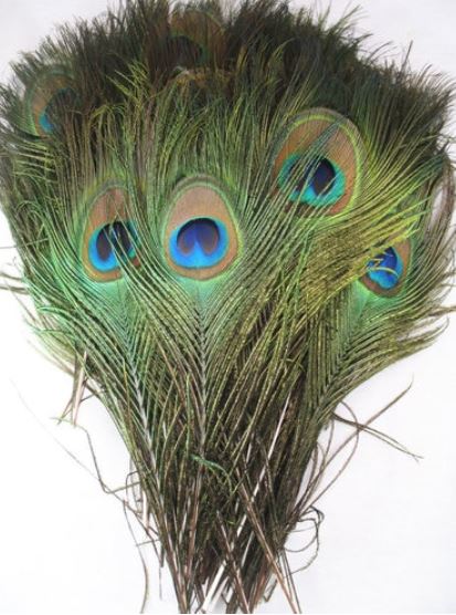 PLUMES DE PAON NATURELLES 15,75 pouces + 40cm +