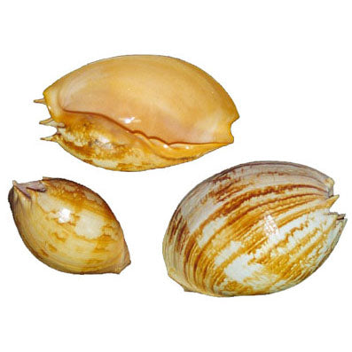 Melo Umbilicatus Shells - 11 - 12 inches - Philippines