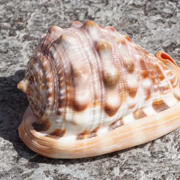 Red Cameo Seashell - Cassis Rufa - 7 inches - Philippines