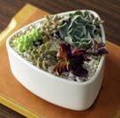 White Plant Pot Rounded Triangle Size: 12 x 12 x 6 cm