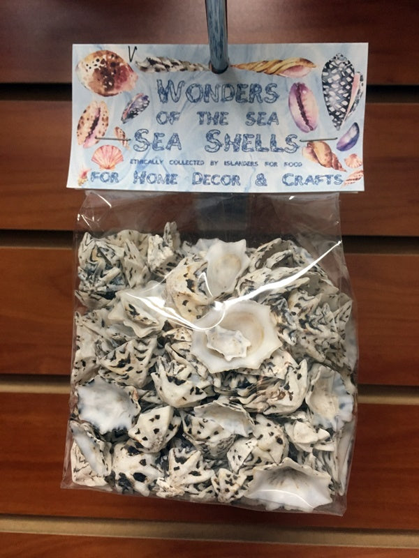 Wonders Of The Sea - Star Limpet Shells - 1 inch