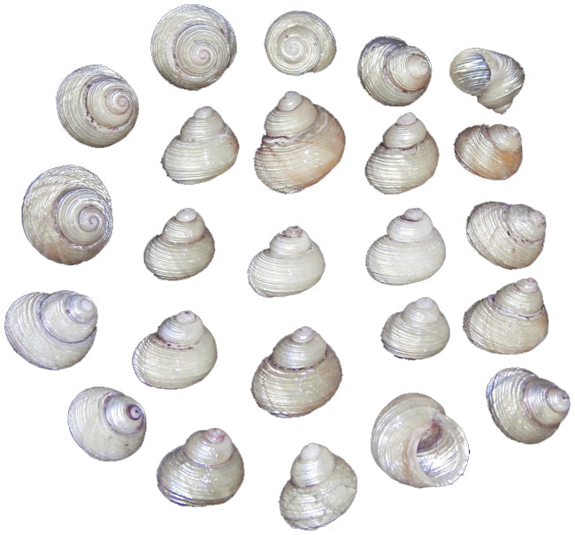 Pearlized Grooved Turbo Shells - .75 to 1 inch