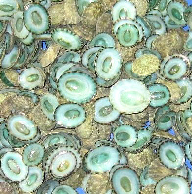 1/2 LB - Blue Limpet Shells SUTORRIA MESOLEUCA 0.75 inches