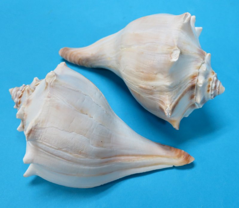 Left Hand Whelk - Busycon Perversum - 10 + inches