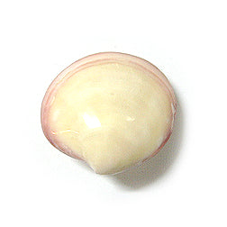 Polished Codiakia Tigrigna Pairs - 3 inches