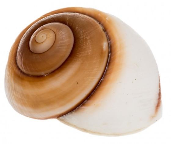 Brown Muffin Snail Hermit Crab Shells - Ryssota Ovum 32-34mm opening size